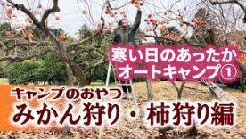 軽キャンパーちょいCamで茨城県石岡市の「嶋村観光果樹園」で柿狩りとみかん狩り