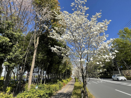 軽キャンピングカーのイベント会場前の道路に白い花をつけた街路樹