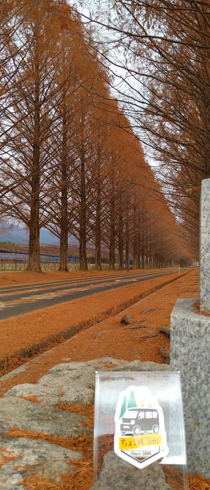 軽キャンピングカーちょいCamのシンボルマークとメタセコイア並木