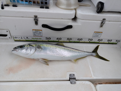 軽キャンピングカーで車内冷凍冷蔵した魚